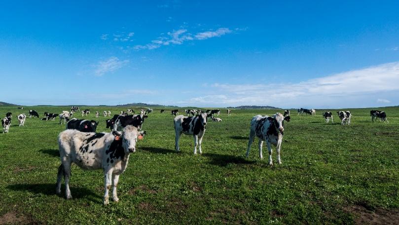 A herd of cows grazing in a field

Description automatically generated with low confidence