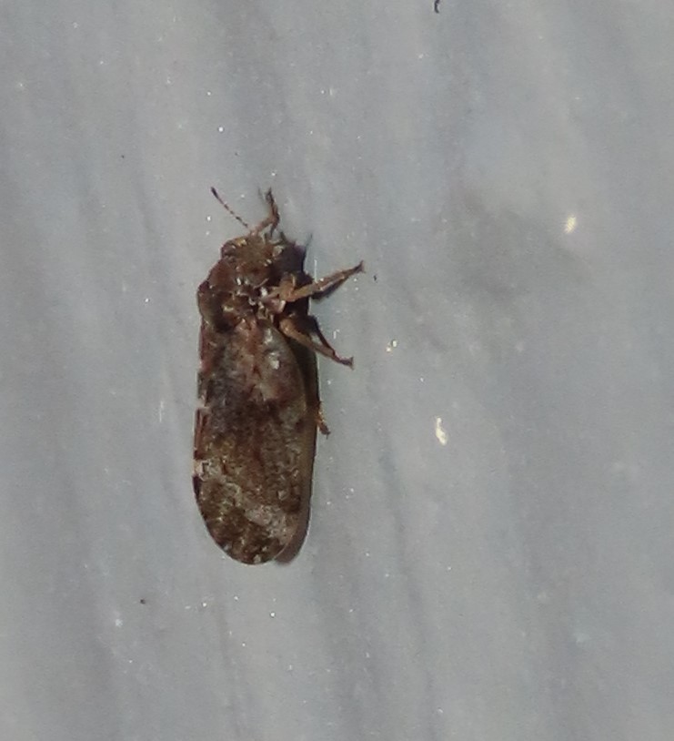 Hackberry psyllid