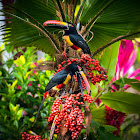 Fiery Billed Aracari