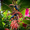 Fiery Billed Aracari