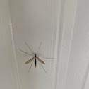 Crane fly