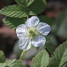 Wild Berry Flower