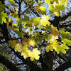 Big leaf maple