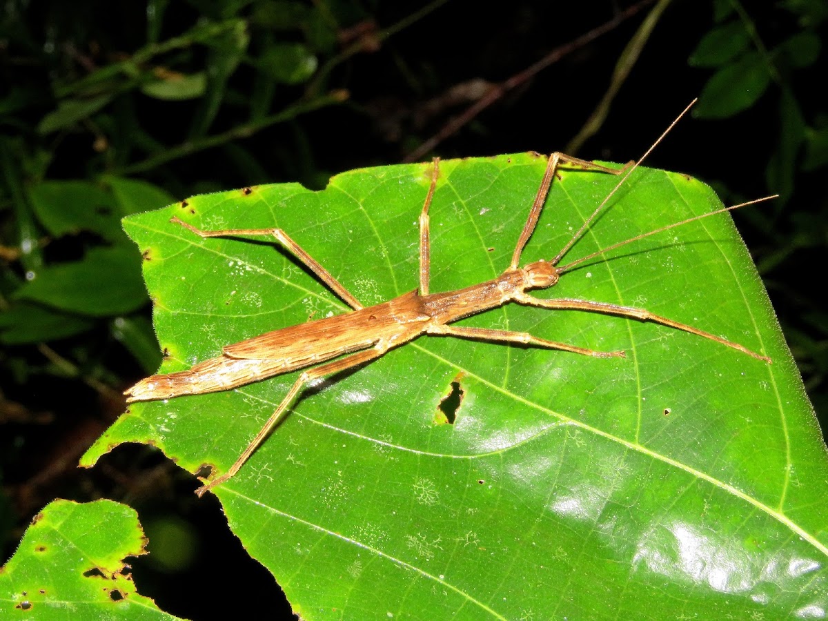 Stick Insect, Phasmid - Female