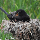 Neotropic cormorant