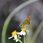 Rice Swift/Formosan Swift (Skipper)