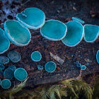 Green/blue elfcup