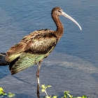 Glossy Ibis