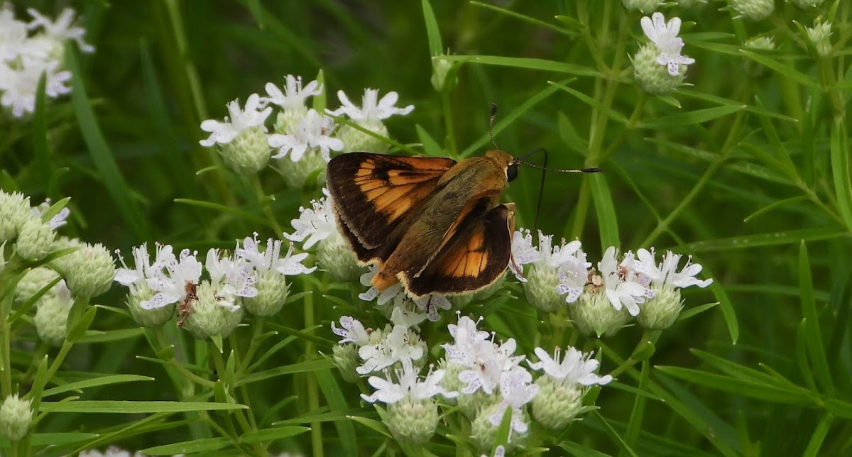 Delaware skipper