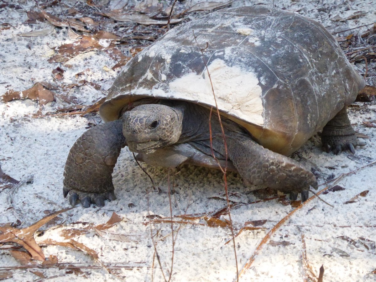 Gopher Tortoise