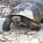 Gopher Tortoise