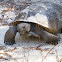 Gopher Tortoise