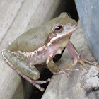 Squirrel Tree Frog