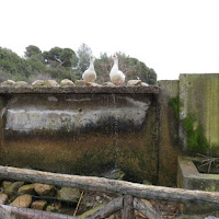 Un salto nell'acqua e splash!.. di 