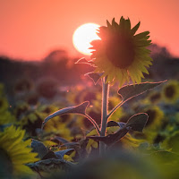 Sole di girasole di 