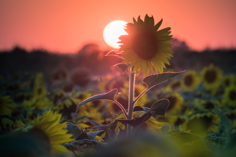 Sole di girasole di maxlazzi