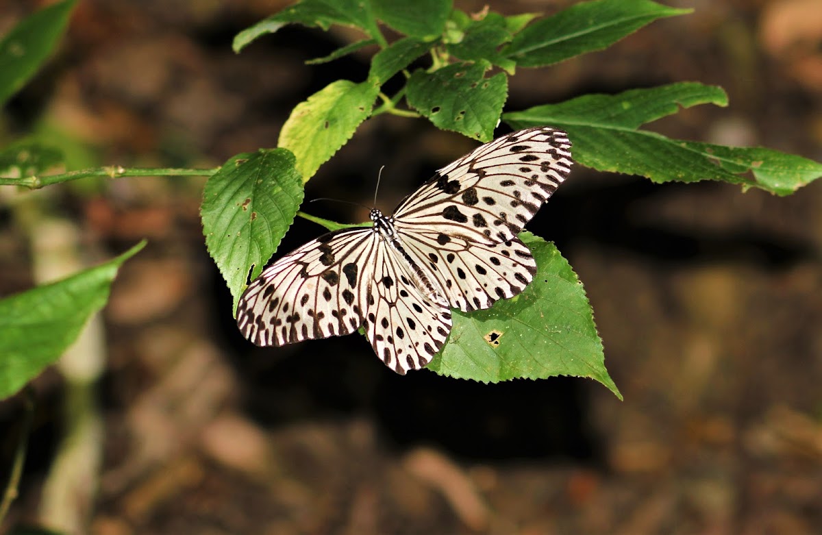 Ceylon Tree Nymph