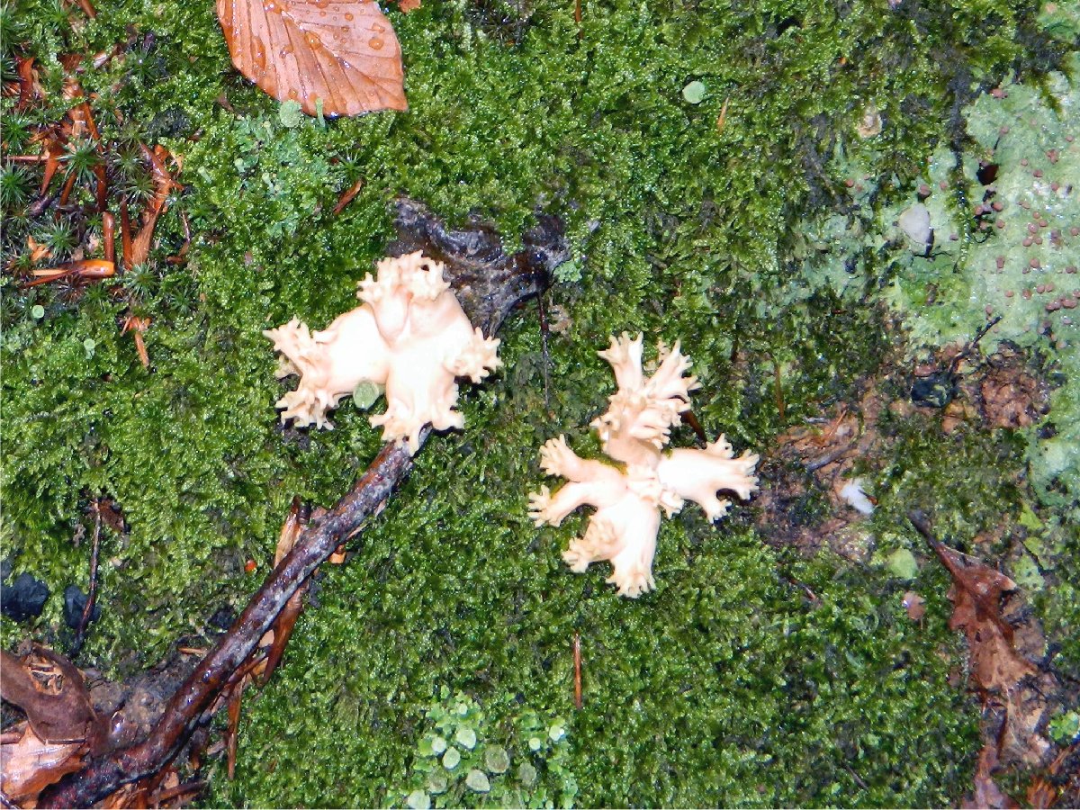 Ramaria Coral mushroom