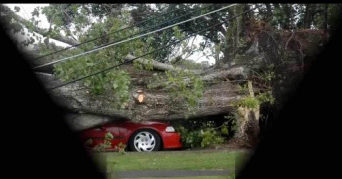 Tomas Flores Tree Service and Lawn Maintenance.mp4