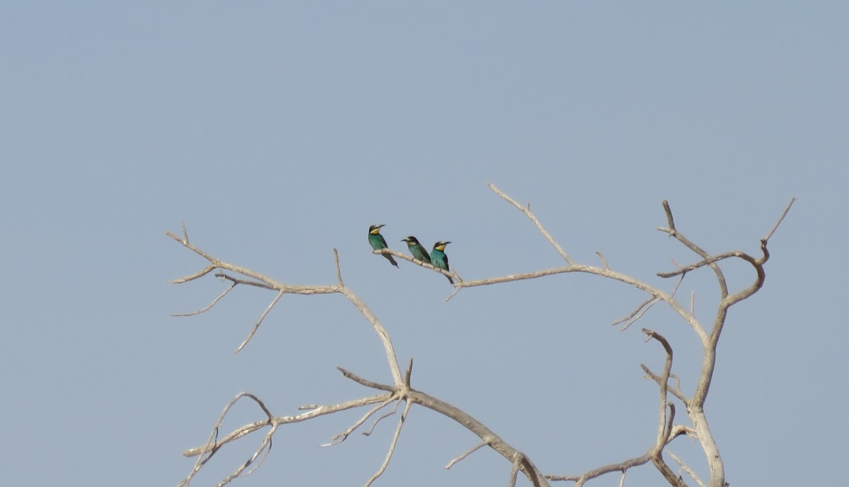 European Bee-eater