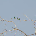 European Bee-eater