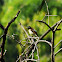 Purple-rumped Sunbird