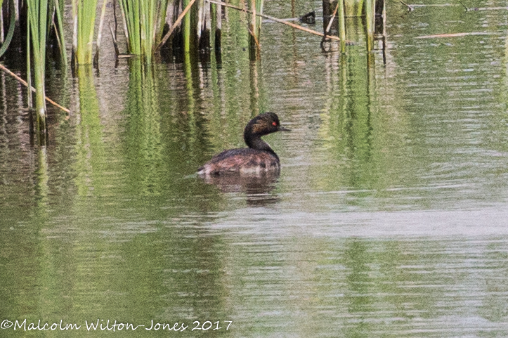 Black-necked Grebe