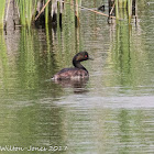 Black-necked Grebe