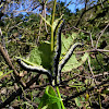 Catalpa Sphinx