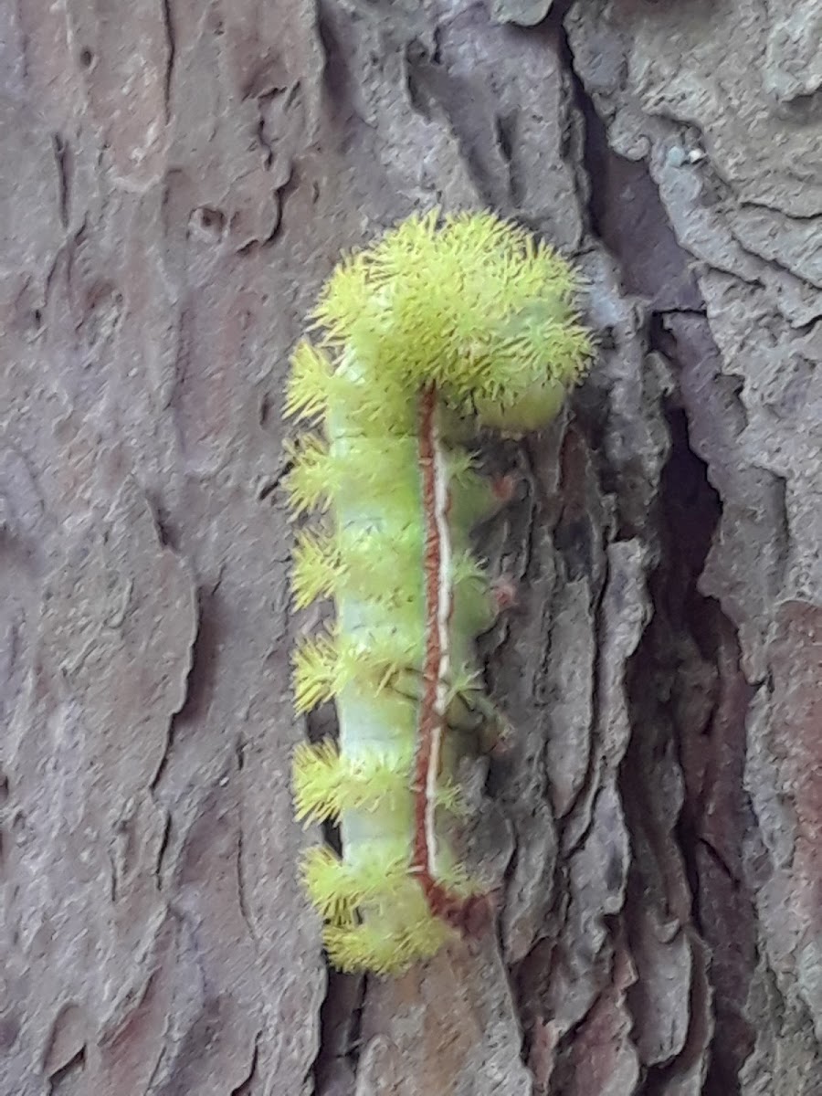 Io moth