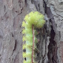 Io moth