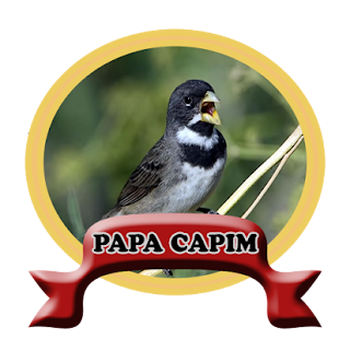 Canto de papa capim tui tui