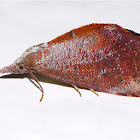 Snout Moth