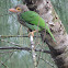 brown headed barbet