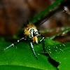 Ailanthus Webworm Moth