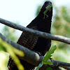 Pheasant Coucal