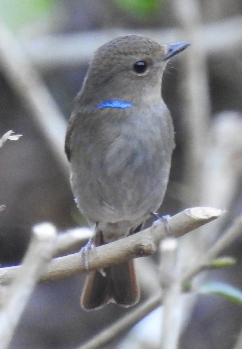 Small Niltava, female