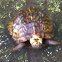 Ornate Box Turtle