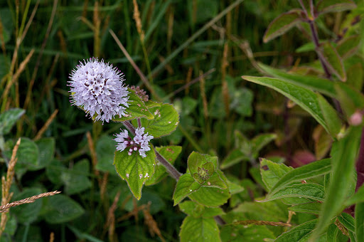 Mentha aquatica