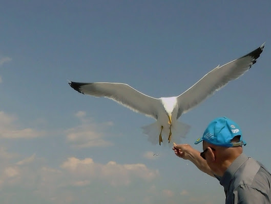 Dolce in volo di blanche7