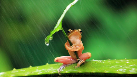 Humor Nature. Smart Wallpaper poster 5