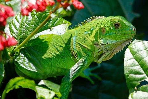 Iguana Wallpaper - v1.0