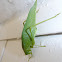 Katydid