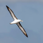 Albatros de Ceja negra - Black browed Albatross