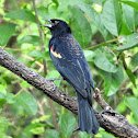 Rio Grande Red-winged Blackbird