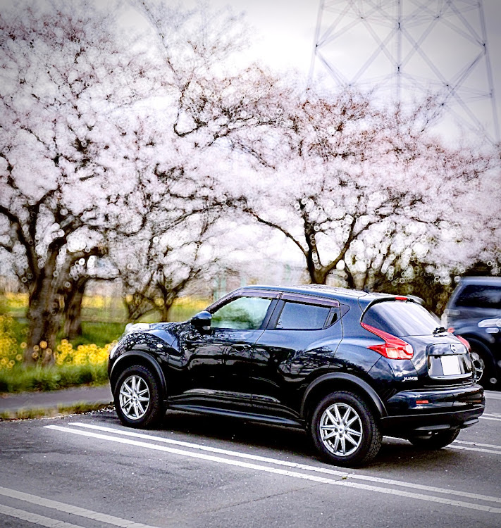 ジュークのジュークおばさん・4月もよろしくお願い致します🌸・Canon eos R5・桜コラボ🌸に関するカスタム事例の投稿画像1枚目