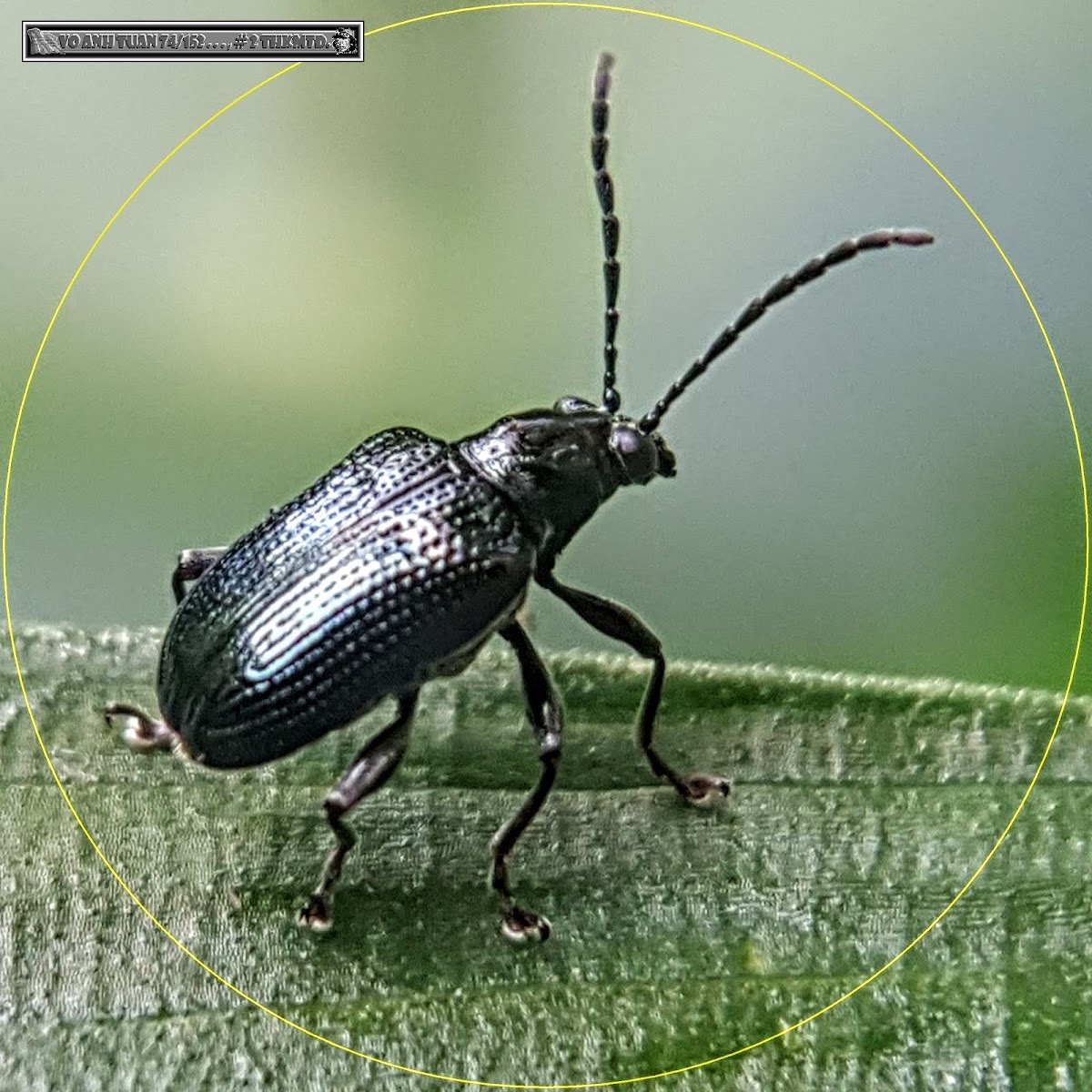 Black Narrow Necked Leaf Beetle