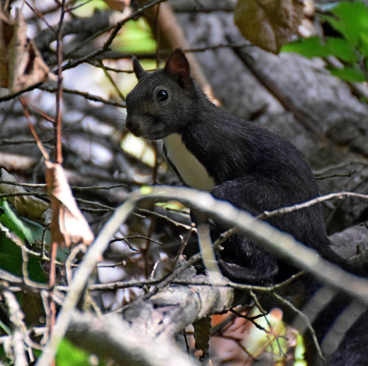 Eurasian Red Squirrel