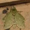 Notodontid Moth