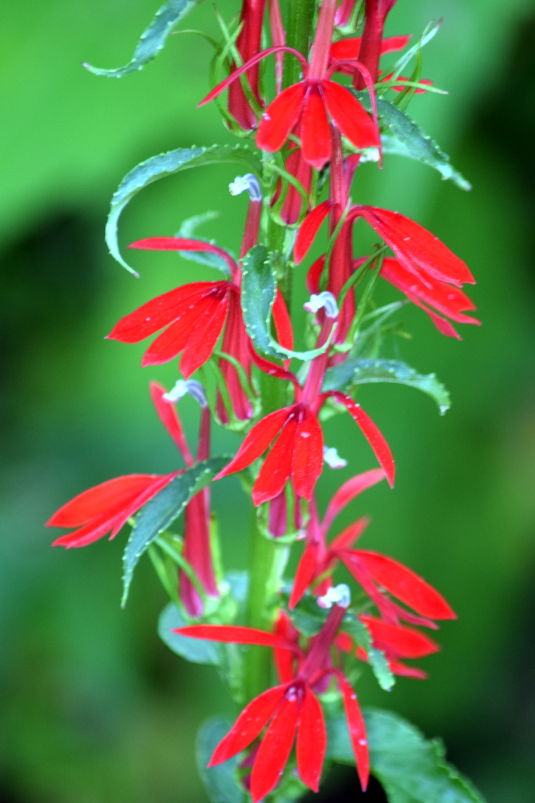 Cardinal Flower